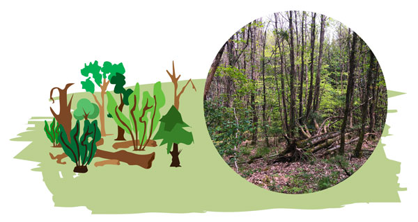 valorisation des forêts privées