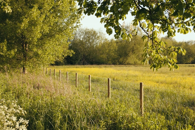 La mairie écologiste veut créer des prairies sauvages en ville